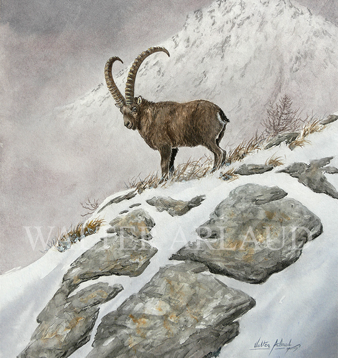 bouquetin-des-alpes Peinture Bouquetin des Alpes