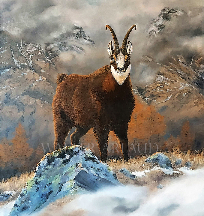 chamois Peinture Chamois