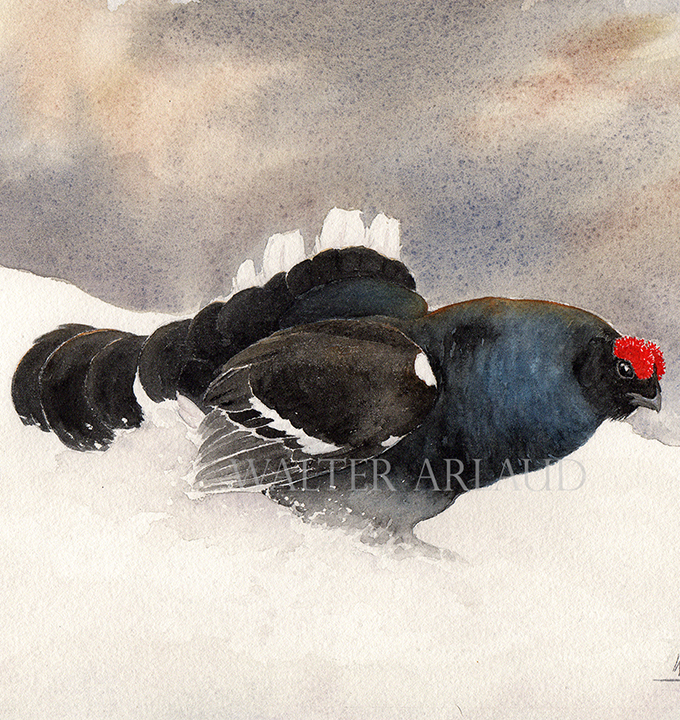 tetras-lyre Peinture Tetras Lyre